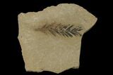 Dawn Redwood (Metasequoia) Fossil - Montana #135725-1